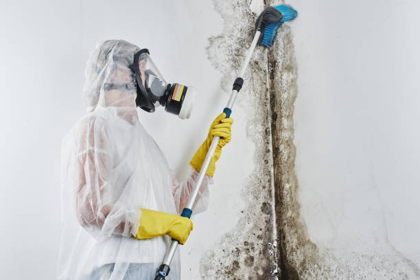 Reliable Old Mystic, CT Mold Remediation Solutions